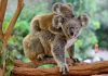 Koala - Mother and Child