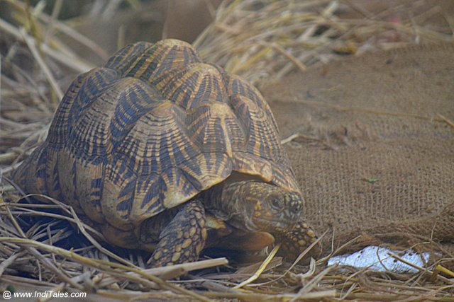 Indian Star Tortoise at Nandankanan Zoological Park