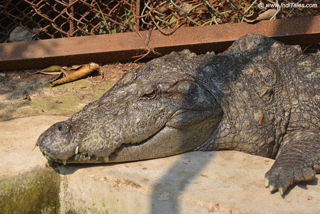 Mugger Crocodile at Nandankanan Zoological Park