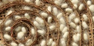 Types of Silk depends on Silkworm