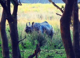Rhinoceros at the Pobitora wildlife sanctuary, Assam
