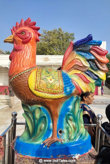 Rooster - the Vahan of Bahuchara Devi